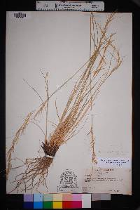 Aristida purpurea var. wrightii image