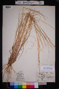 Aristida purpurea var. wrightii image