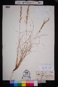 Aristida purpurea var. wrightii image