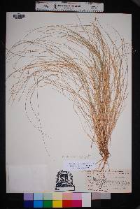 Aristida purpurea var. wrightii image