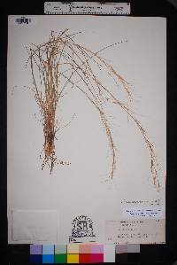 Aristida purpurea var. wrightii image