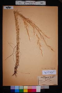 Aristida purpurea var. wrightii image