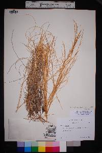 Aristida purpurea var. wrightii image