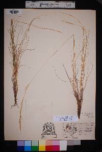 Aristida purpurea var. wrightii image