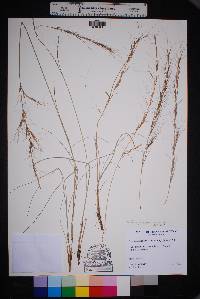 Aristida purpurea var. wrightii image