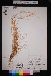 Aristida purpurea var. wrightii image