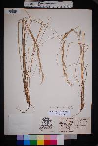 Aristida purpurea var. wrightii image