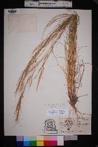 Aristida purpurea var. wrightii image