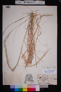 Aristida purpurea var. wrightii image