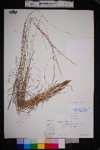 Aristida purpurea var. wrightii image