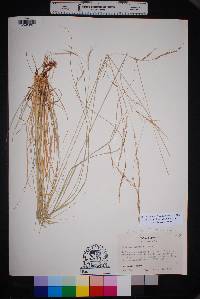 Aristida schiedeana image