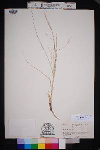 Aristida ternipes var. ternipes image