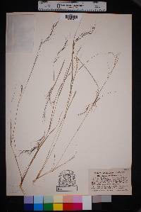 Aristida basiramea image