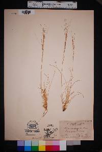 Aristida purpurea var. longiseta image