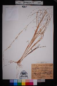 Aristida purpurascens image