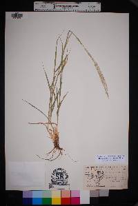 Digitaria californica image