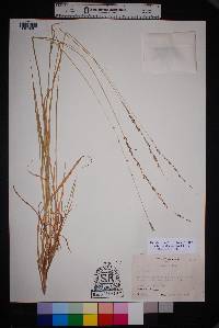 Digitaria californica image