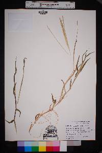 Digitaria ciliaris image