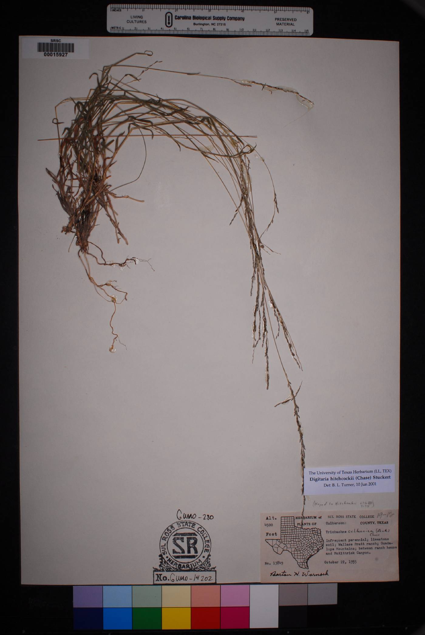 Digitaria hitchcockii image