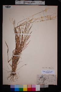 Digitaria pubiflora image