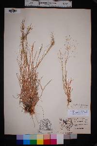 Digitaria pubiflora image