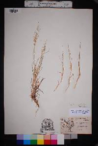 Digitaria pubiflora image