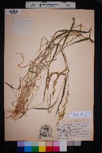 Echinochloa colona image