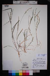 Echinochloa colona image