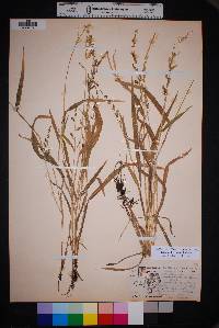 Echinochloa colona image