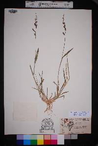 Echinochloa colona image