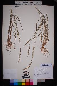 Echinochloa colona image