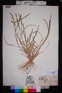 Echinochloa colona image