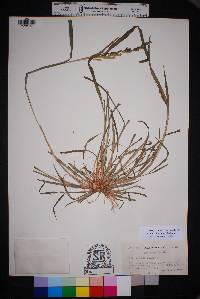 Echinochloa colona image