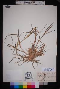 Echinochloa colona image