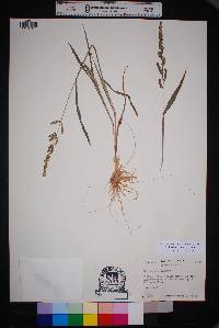 Echinochloa colona image