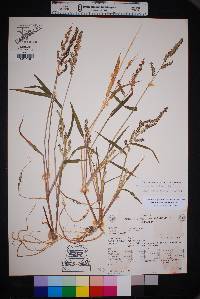 Echinochloa colona image