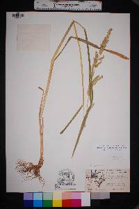 Echinochloa crus-pavonis image