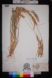 Echinochloa crus-pavonis image