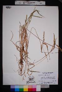 Echinochloa colona image