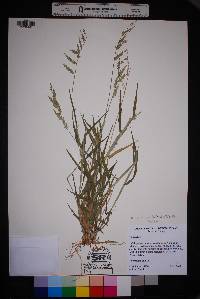 Eriochloa acuminata image