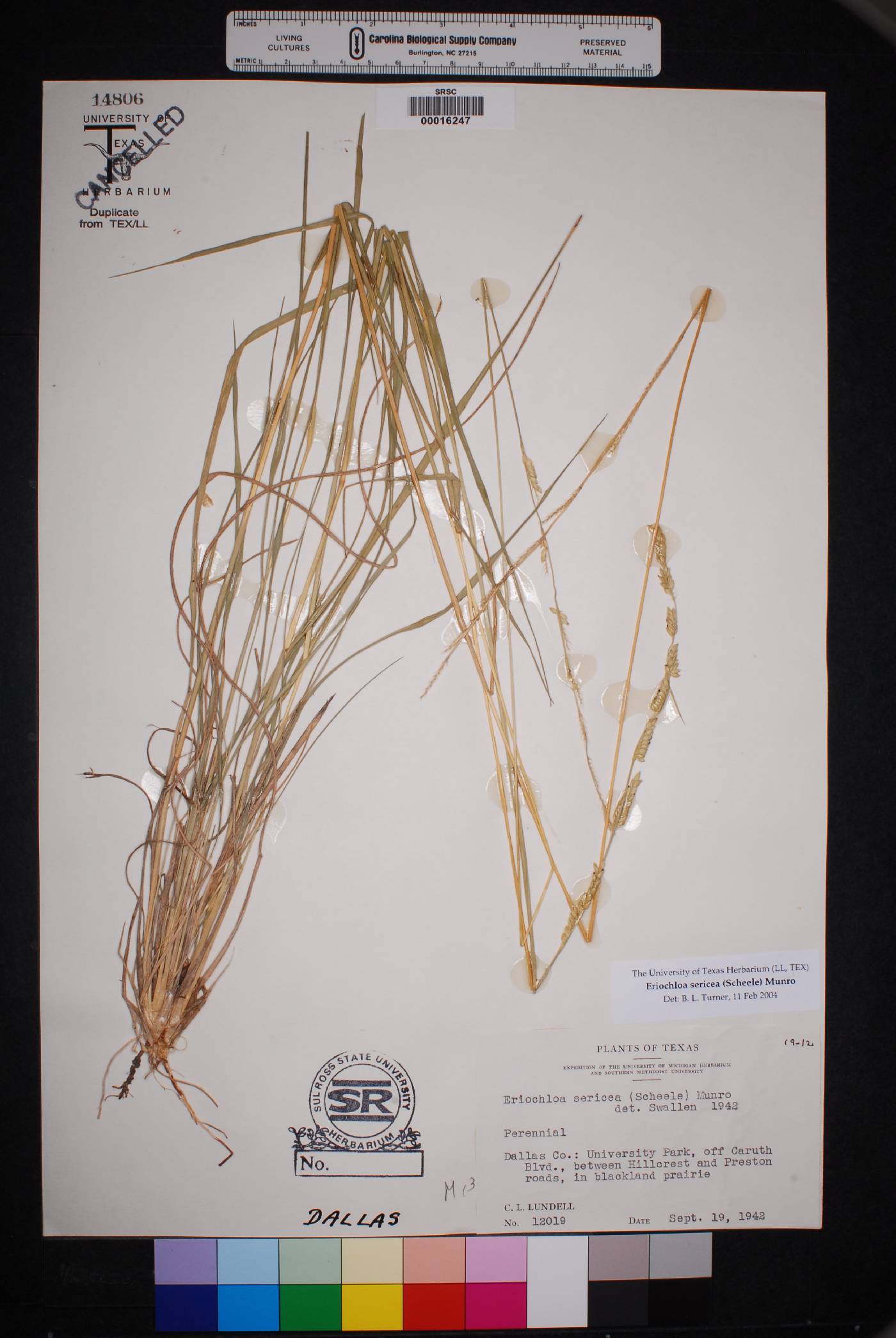 Eriochloa sericea image