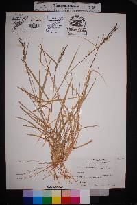 Eriochloa punctata image