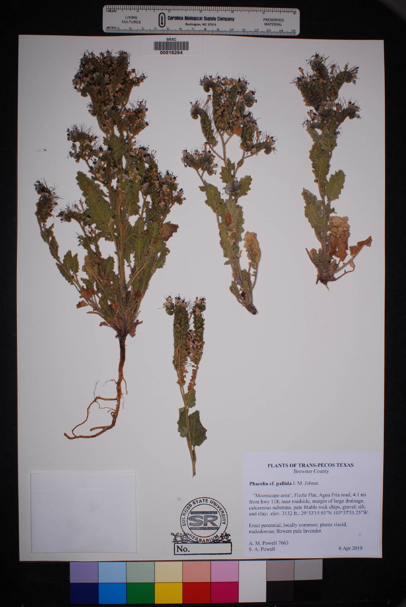 Phacelia pallida image