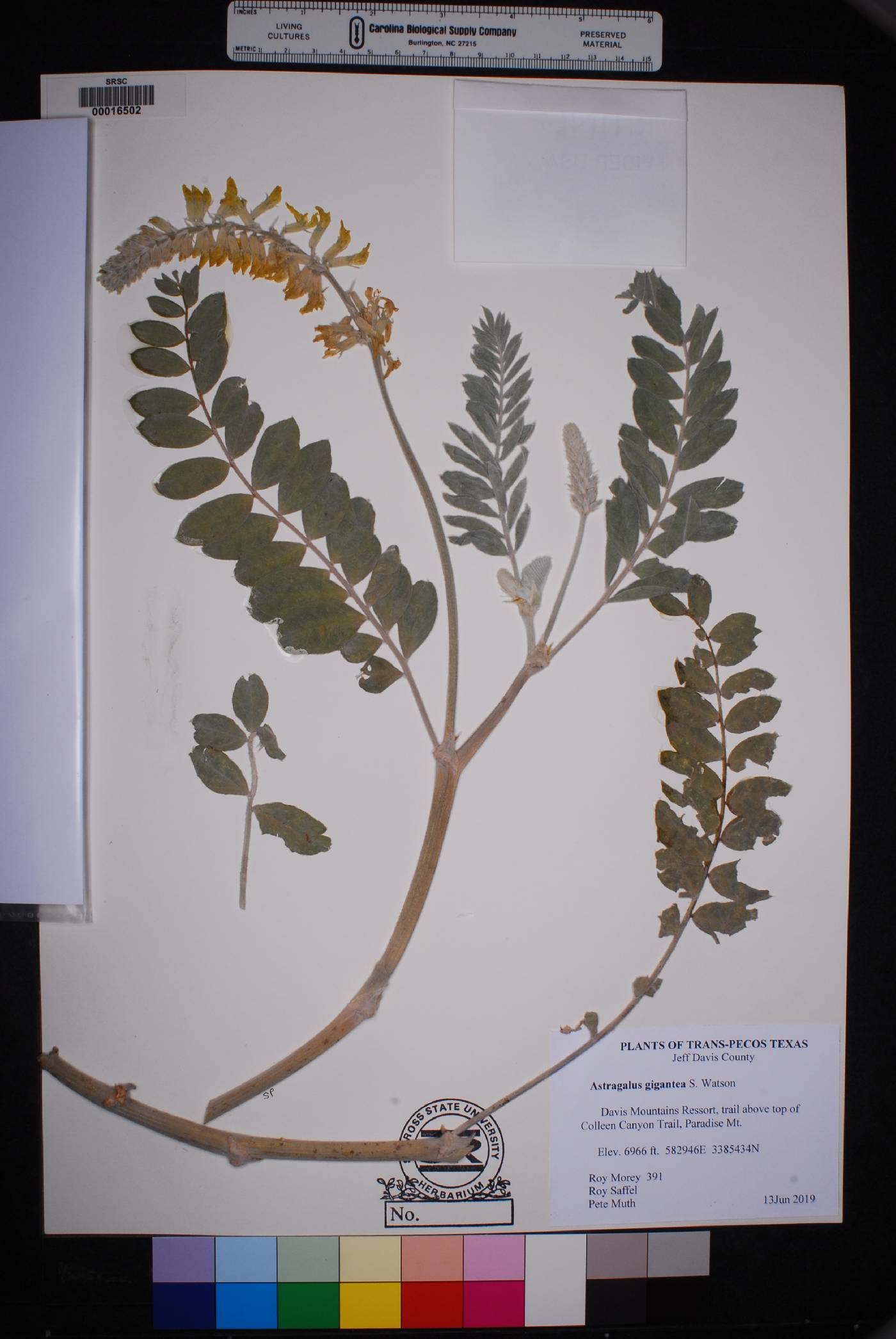 Astragalus giganteus image