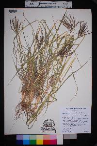 Dichanthium annulatum image