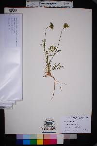 Daucus pusillus image