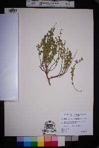 Scutellaria potosina var. davisiana image