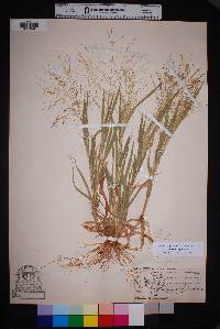 Panicum capillare subsp. hillmanii image