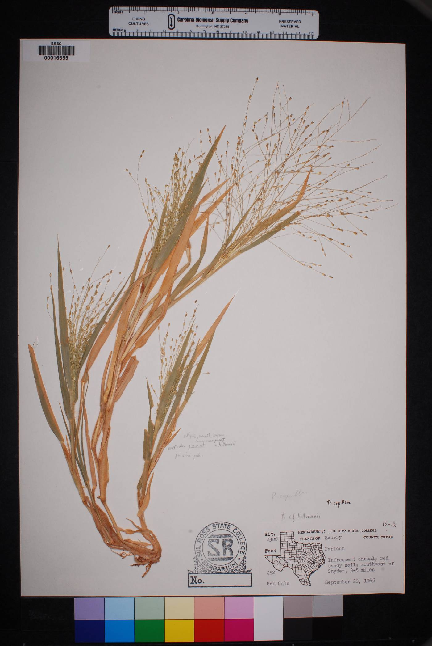 Panicum capillare subsp. hillmanii image