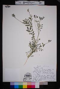 Astragalus macilentus image